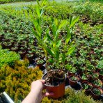 Flox metlinatý (Phlox paniculata) ‘SWEET SUMMER CANDY’® - kont. C1,5L